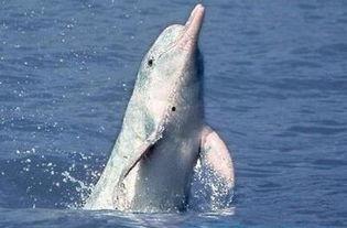 白鳍豚视频,水中精灵的珍贵瞬间